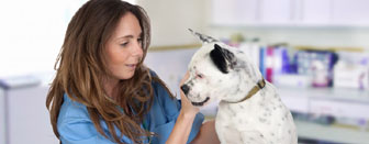 Seguro Petshops e Clinicas Veterinárias